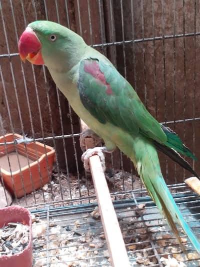 Green Pahari