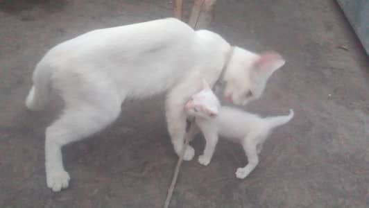 cat sale