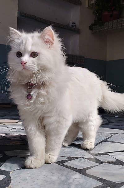 Persian cat