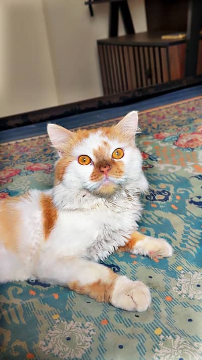 Persian Cat Male (Vaccinated) (Milo)