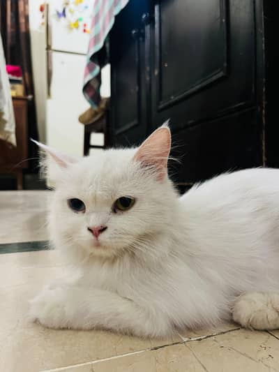 Beautiful Persian Cats Pair