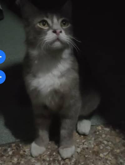 persion cat looking new home for adoption