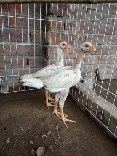 Herra aseel chicks 03309242867