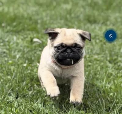 Pug puppy and Pomeranian Avl