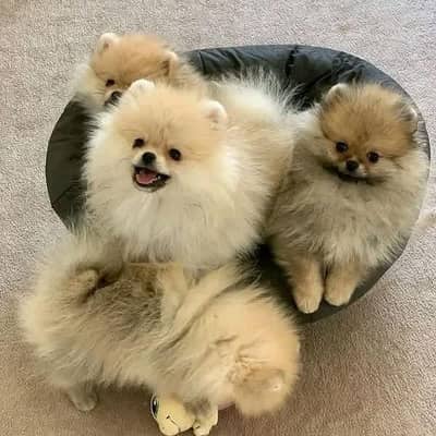 Pomeranian and Pug pupy Available