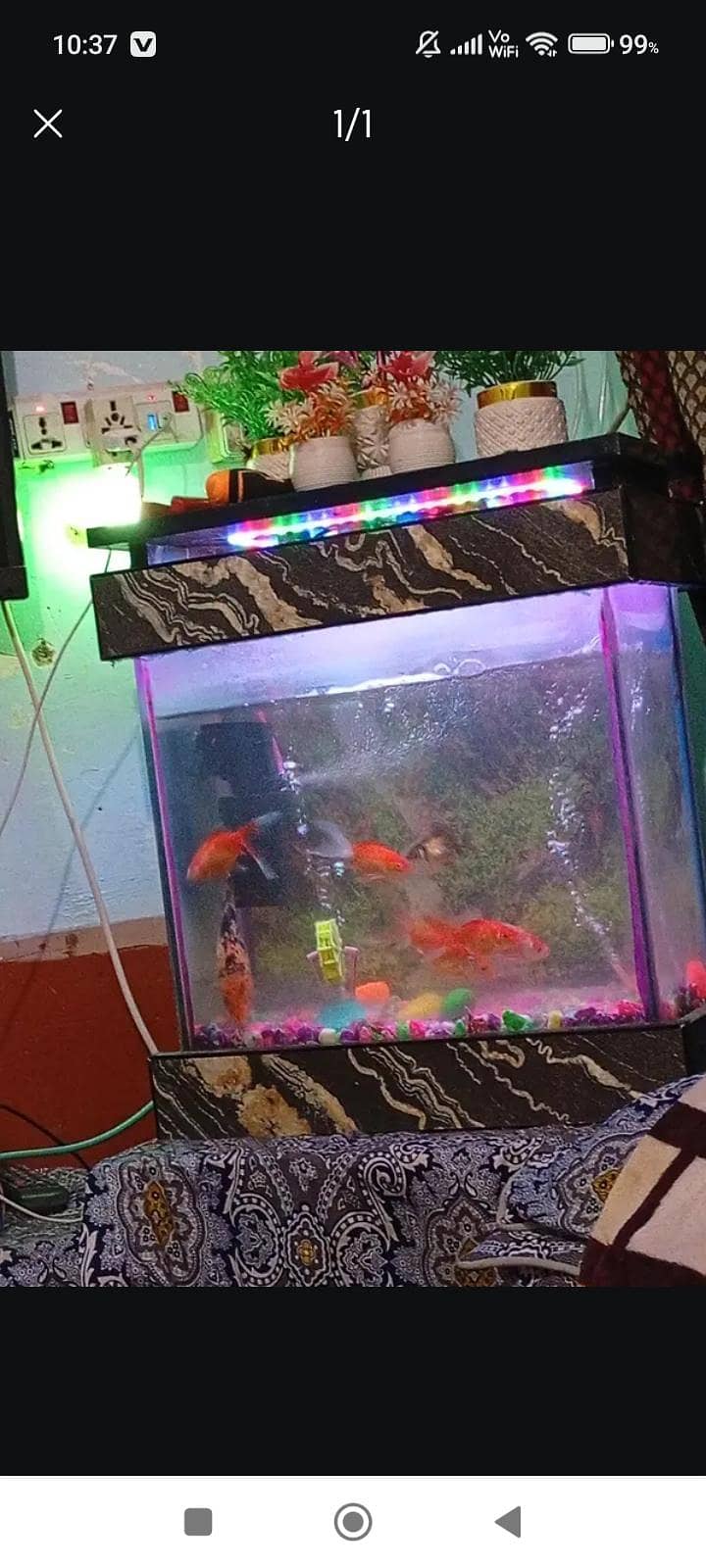 fish active 0