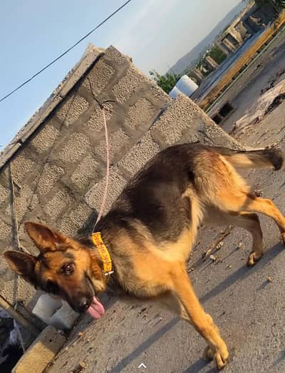 I am selling my dog jerman short coat