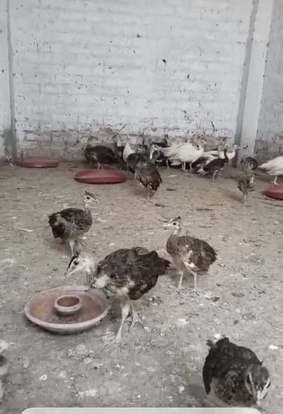 Peacock Pathy