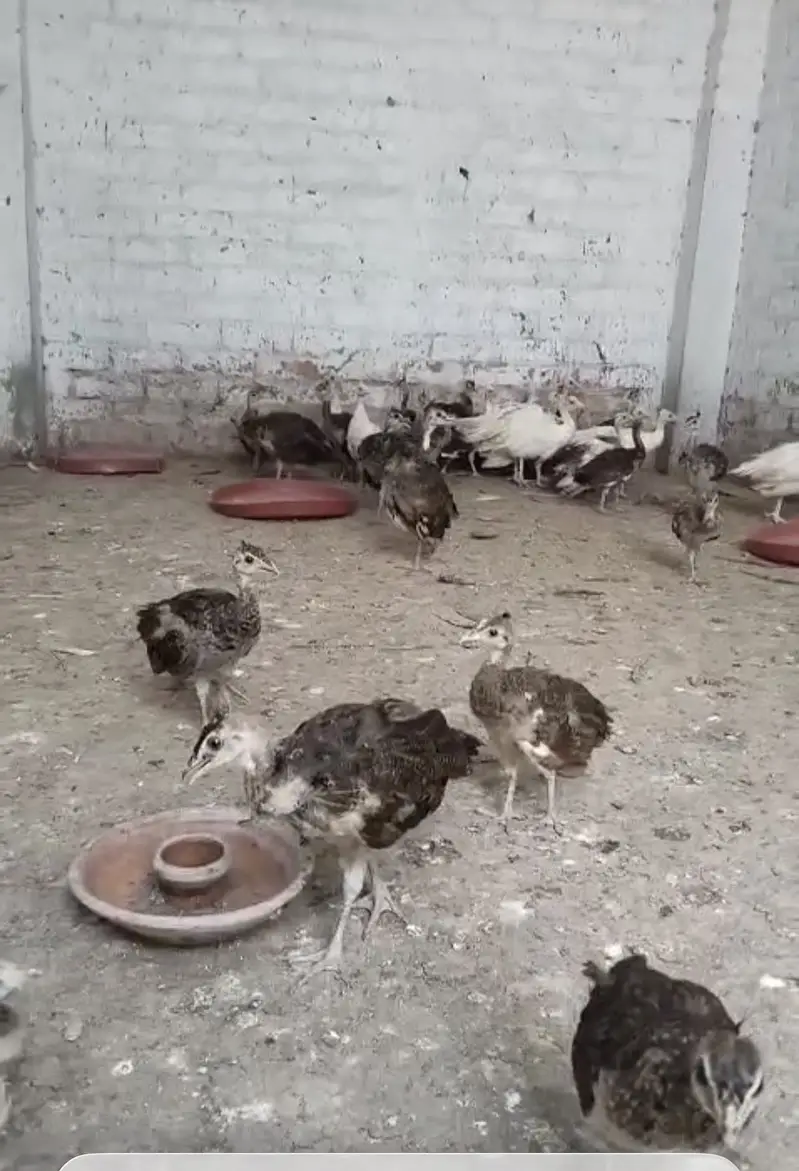 Peacock Pathy