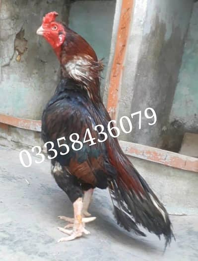 Old Blood Male Available