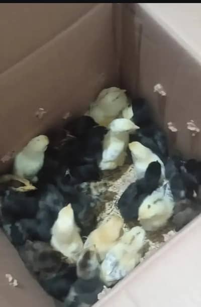 golden misri chicks 03359496284