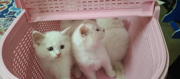 Healthy Persian kitten