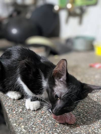 Kitten pair for adoption URGENT!!!