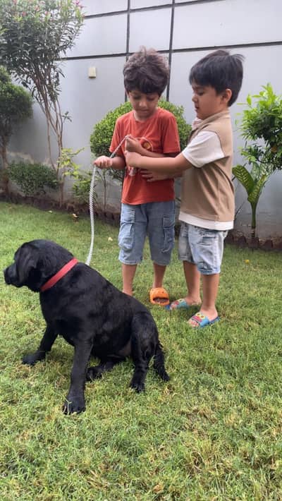 Labrador female pedigree microchipped