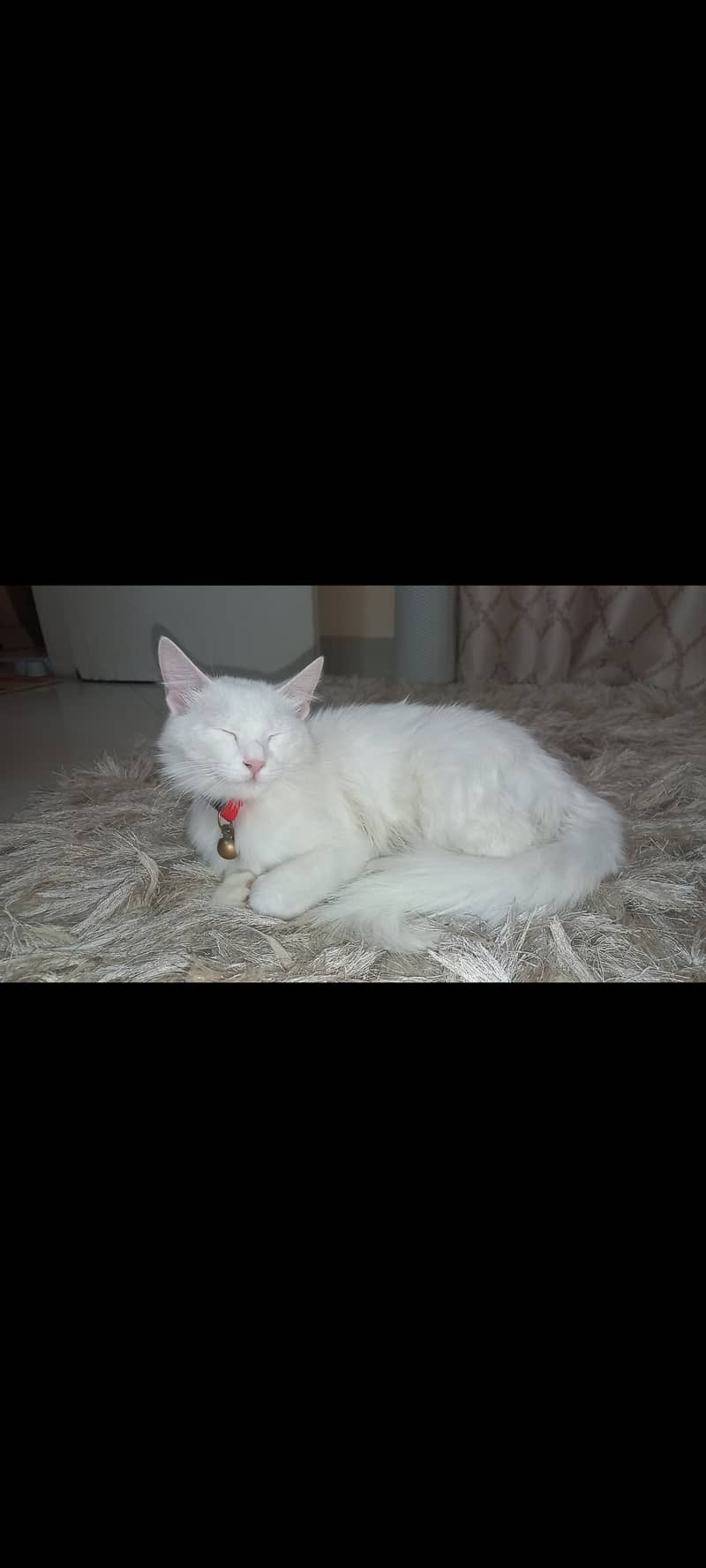 Cat kittens 0