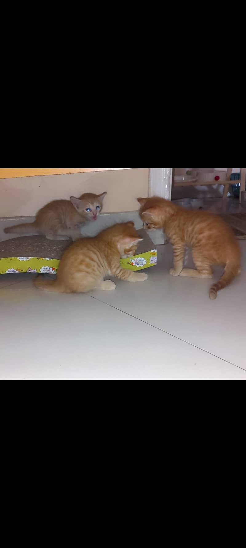 Cat kittens 1
