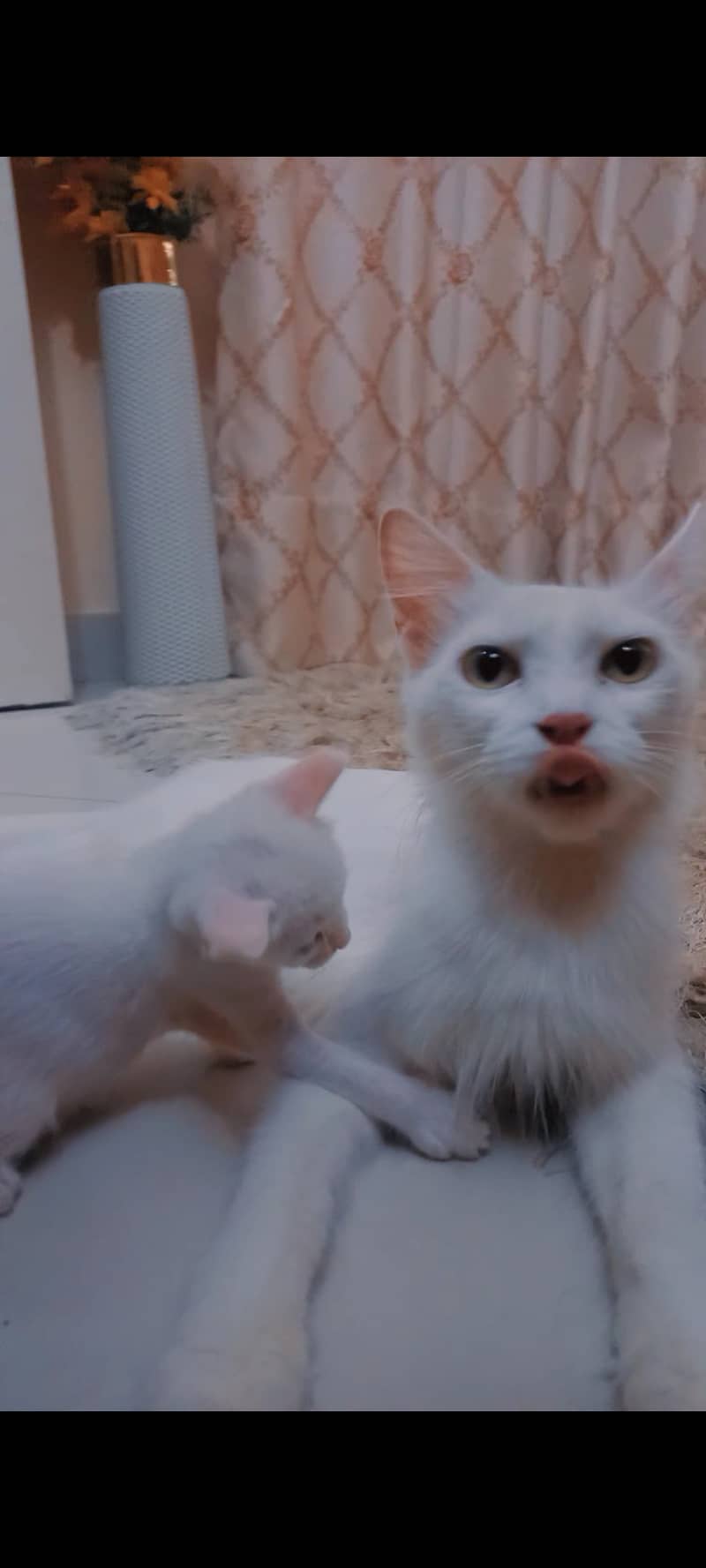 Cat kittens 2