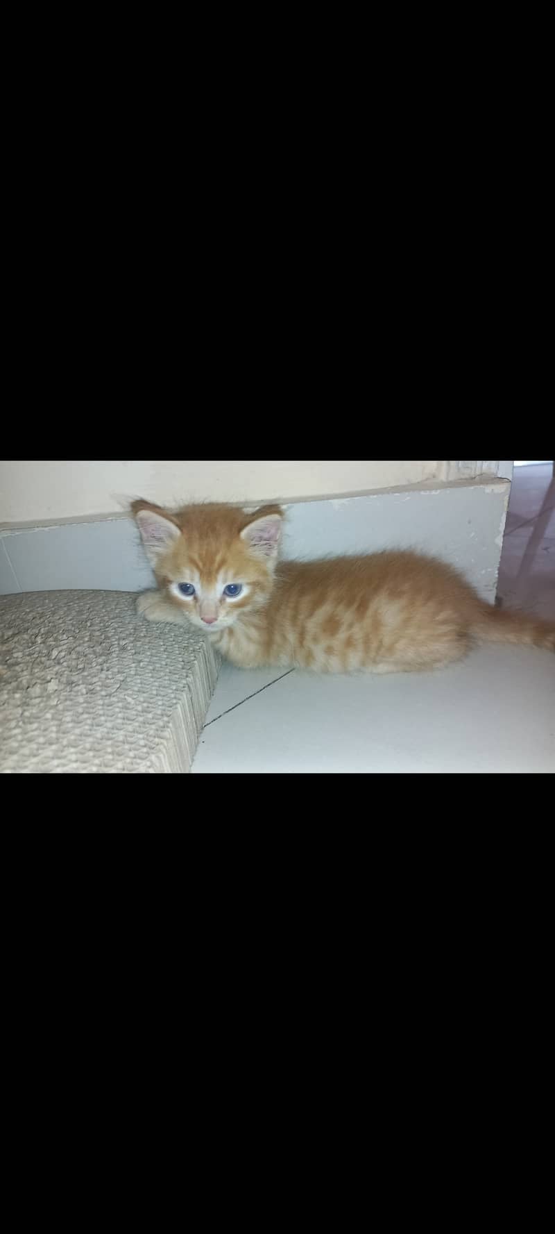 Cat kittens 3