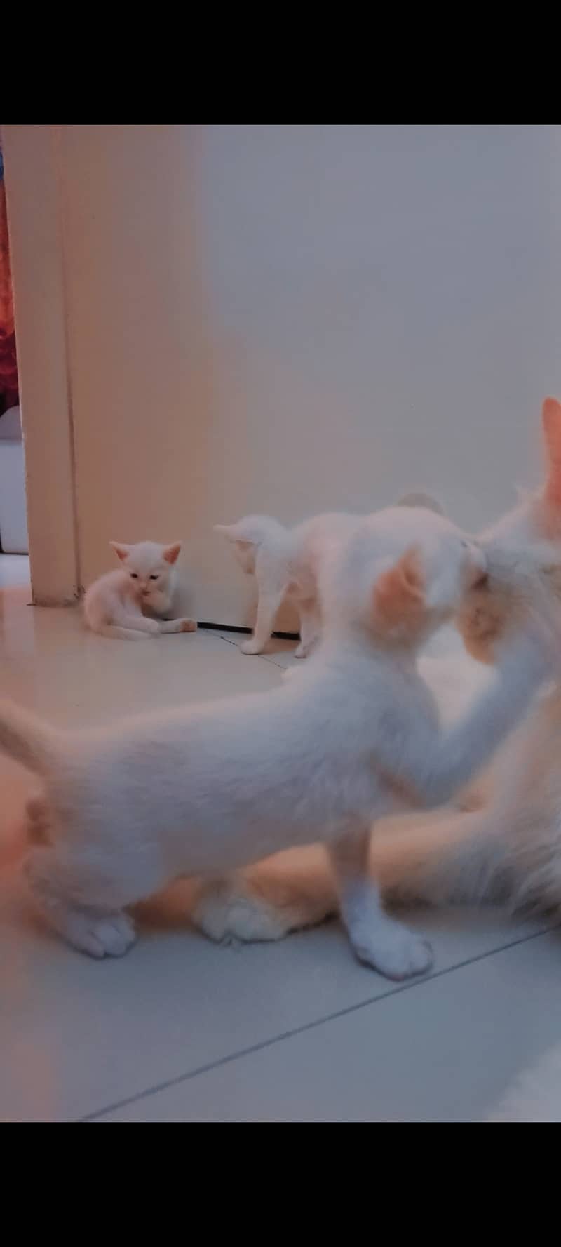 Cat kittens 4