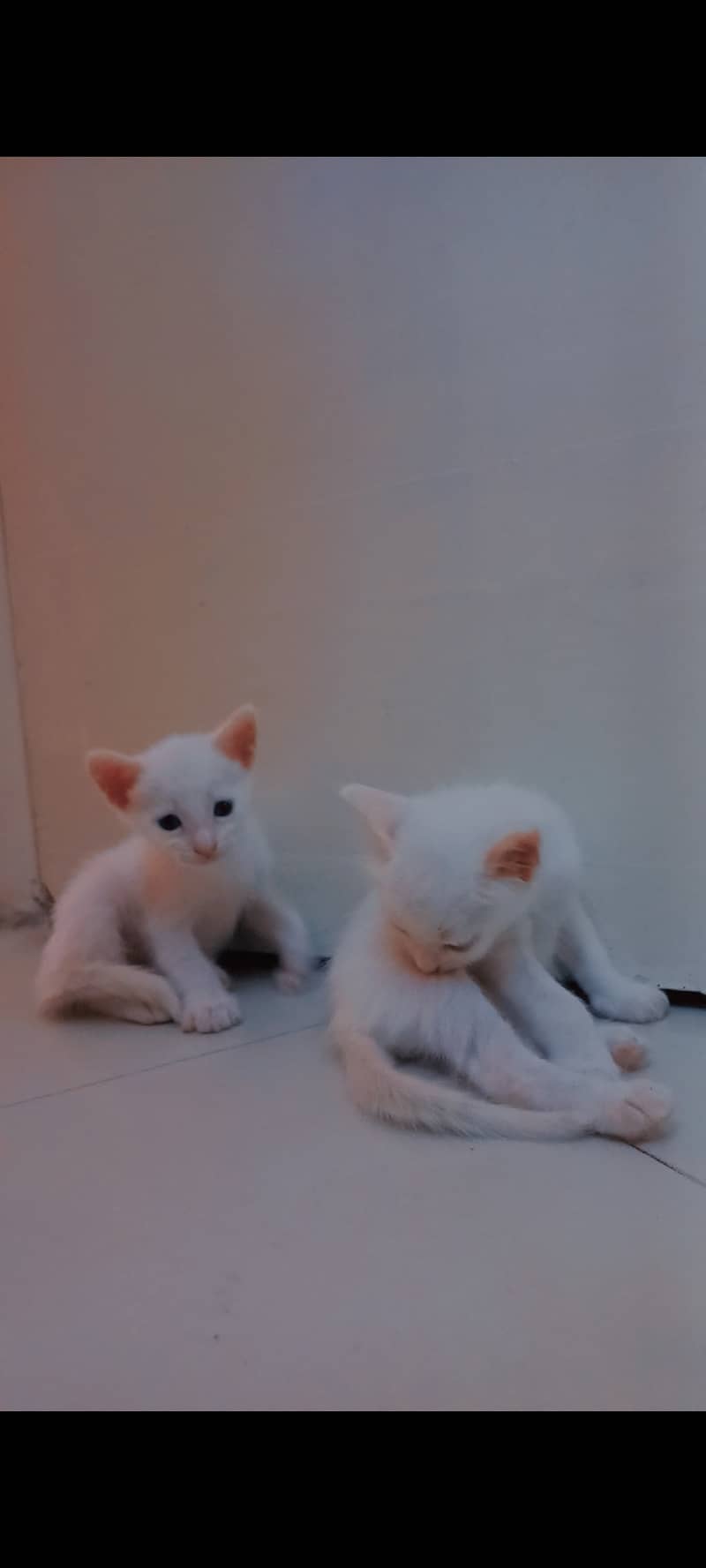 Cat kittens 5