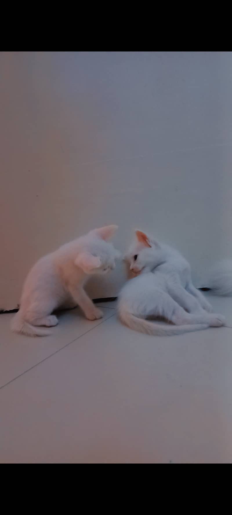 Cat kittens 6