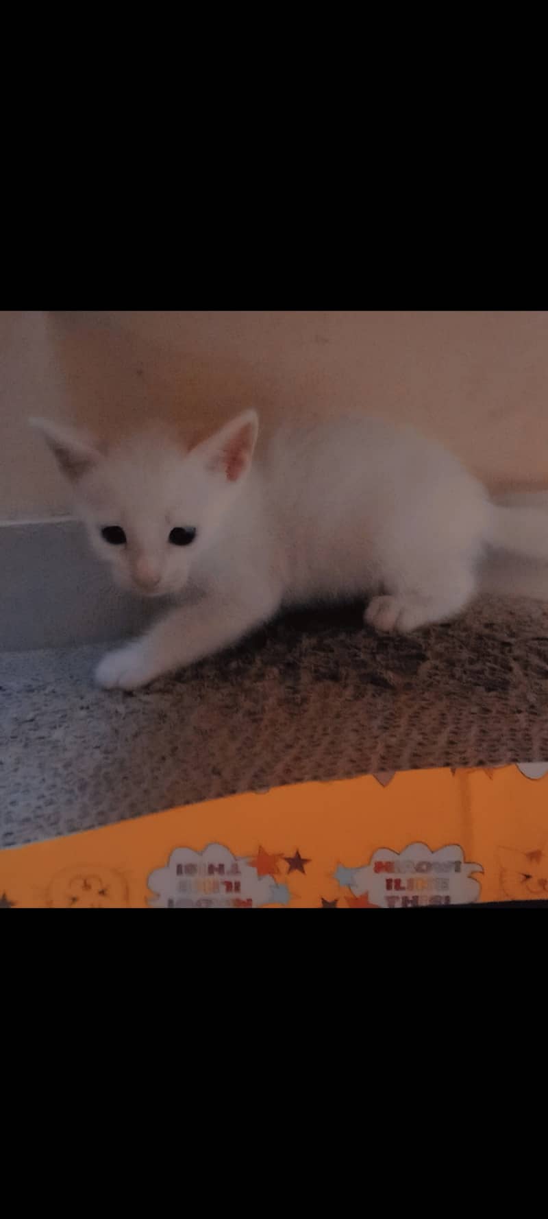 Cat kittens 7