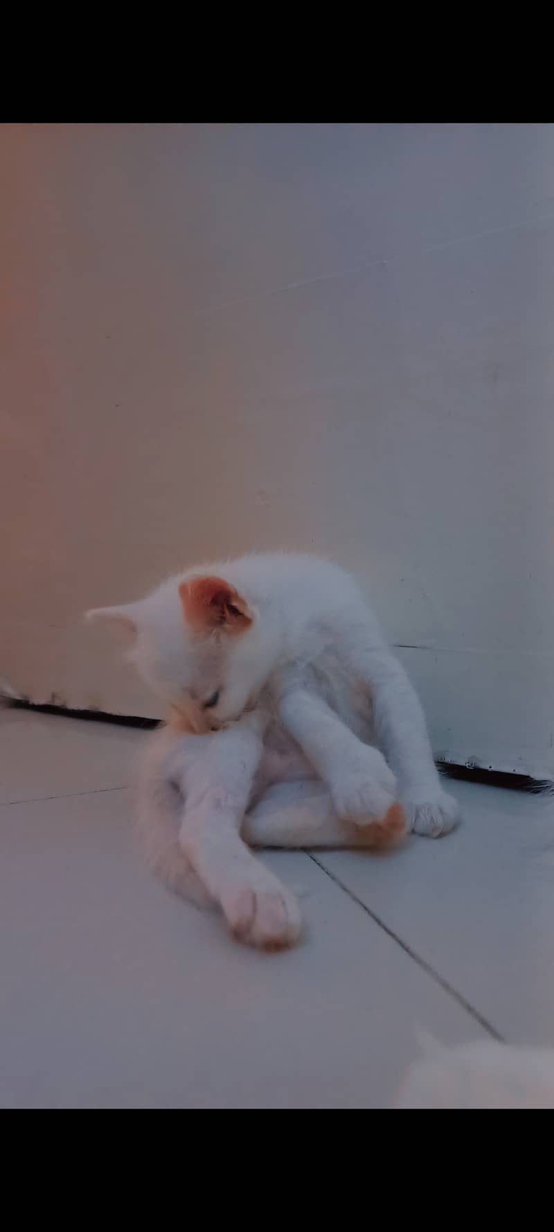 Cat kittens 8
