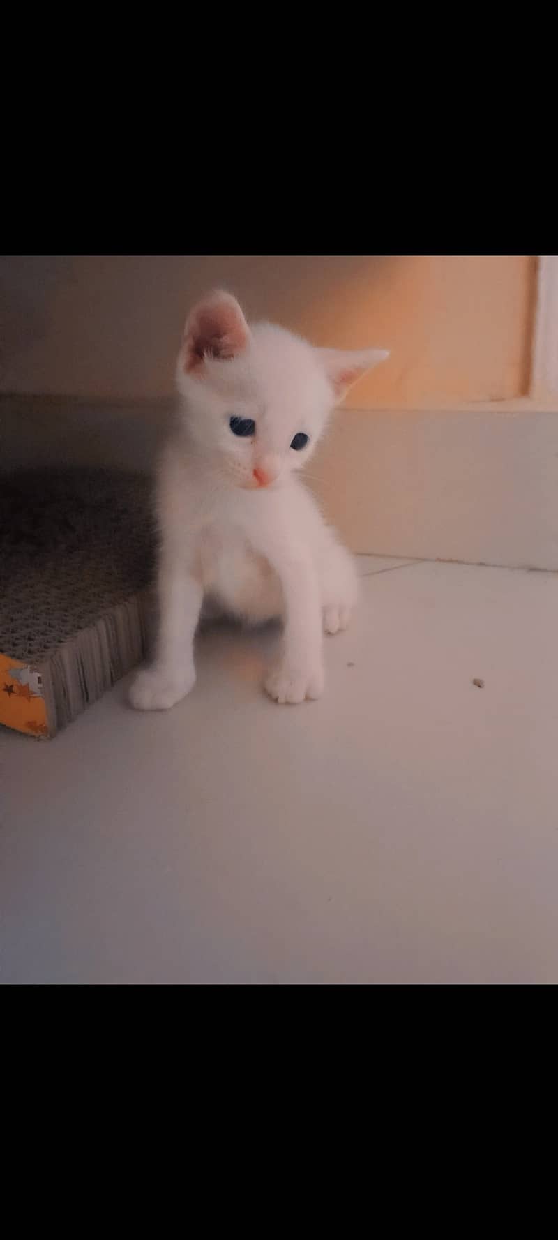 Cat kittens 9