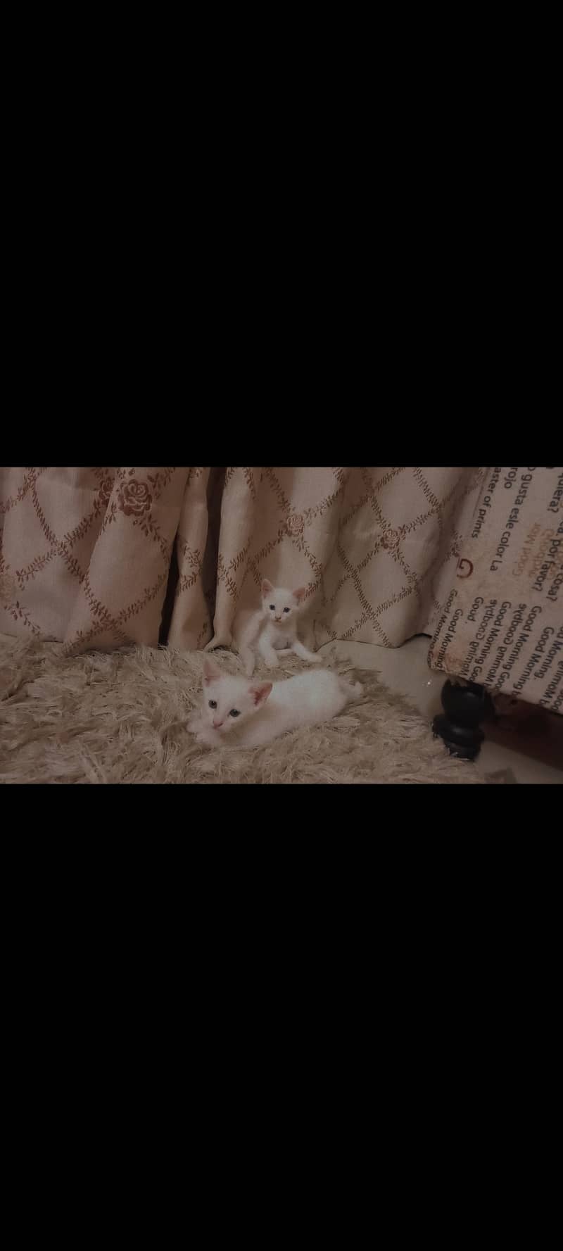 Cat kittens 10