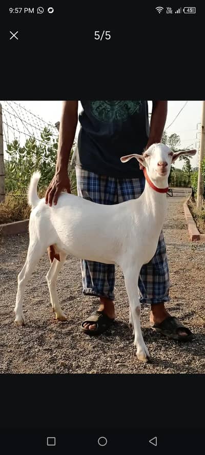 gulabi teddy female