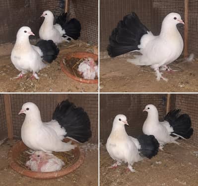 laka pigeon