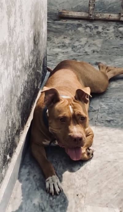 American pitbull breeder female