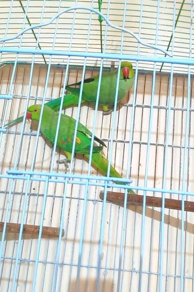 Beautiful Ringneck breeder pair