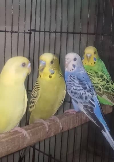 Selling Birds