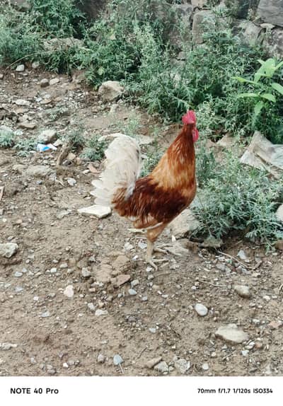 Golden misri
