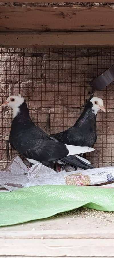 Mukhi chicks pair