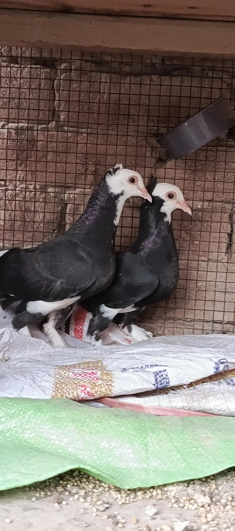 Mukhi chicks pair — photo 2
