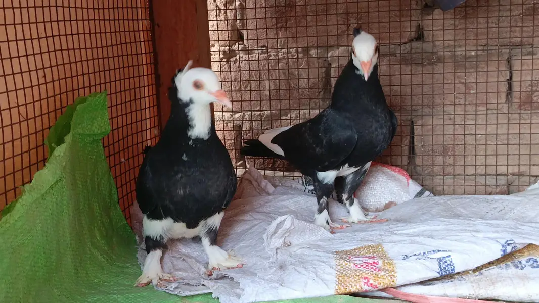 Mukhi chicks pair — photo 3