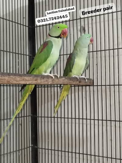 Raw breeder pair