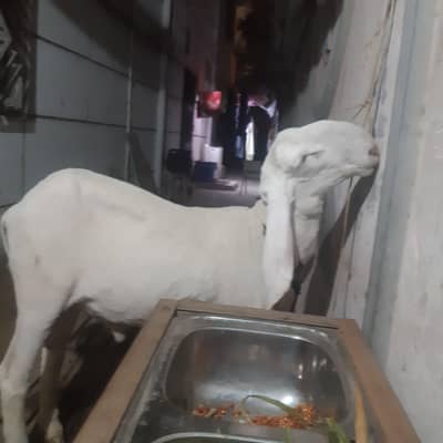 Dumba for sale