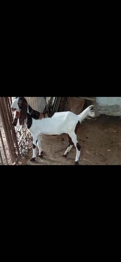 phath bakri baby goat