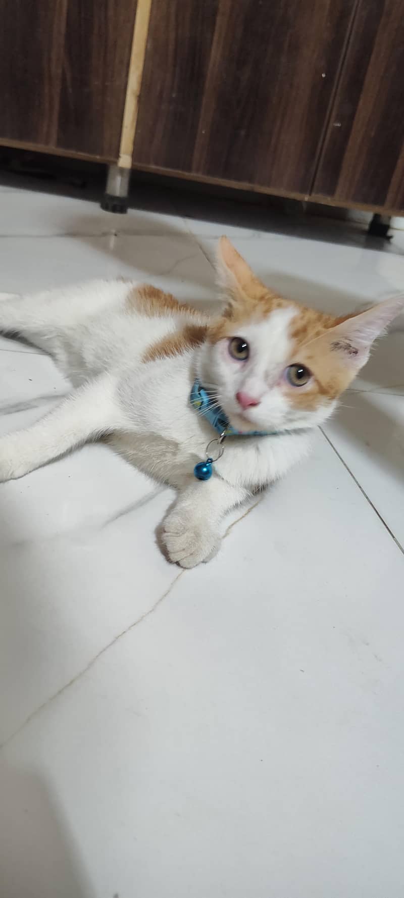 Persian cat 0