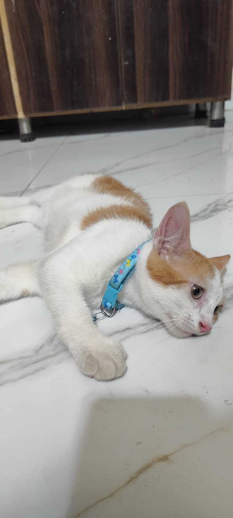 Persian cat 1