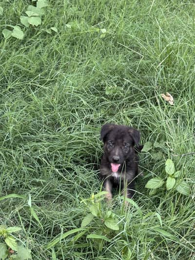 German shapered long coat female passport available