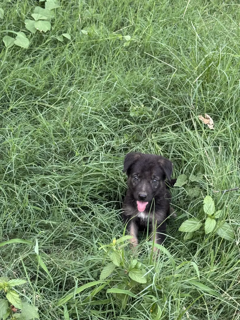 German shapered long coat female passport available