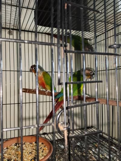 two pair breeder urgent sale only 12000