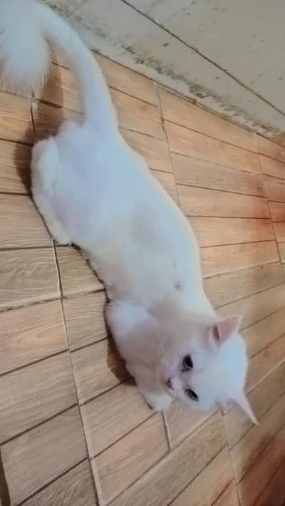 female Persian cat