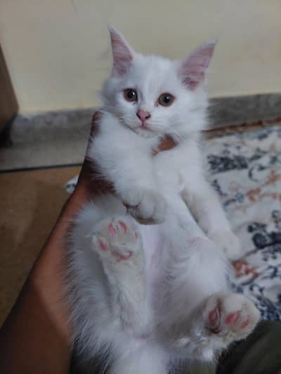 Persian Kitten Baby