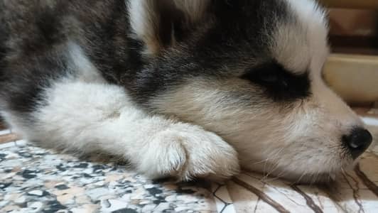 Alaskan husky mixed