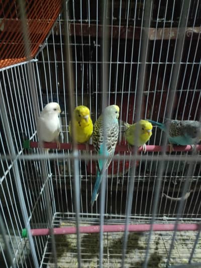 budgies